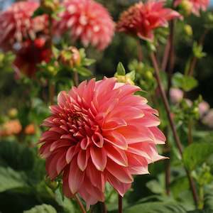 New Dahlia Varieties For 2024: Kenora Lisa