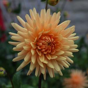 New Dahlia Varieties For 2024: Embrace