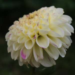 New Dahlia Varieties For 2024: Jowey Bianca