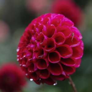New Dahlia Varieties For 2024: Amy Cave