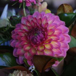 New Dahlia Varieties For 2024: Pink suffusion