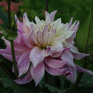 New Dahlia Varieties For 2024: Labyrinth Two Tone