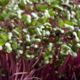 Red Cabbage Microgreens Subscription