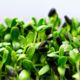 Sunflower Microgreens Subscription