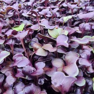 Products: Radish Microgreens Subscription