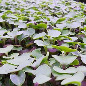 Products: Kale Microgreens Subscription