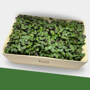 Products: Microgreens Mix Small Box