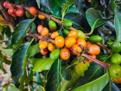 Freshly Roasted Coffee: Mint Honey Pink Bourbon by Felipe Arcila