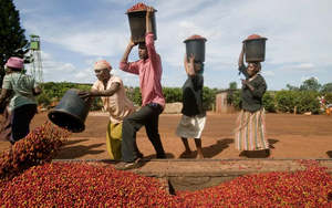 Kenya Washed Ruiru II