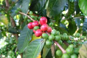 Popayán Sugar Cane Decaf