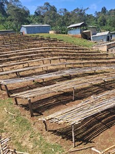 Coffee: Ethiopia Yirgacheffe Konga G1 Natural