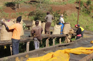 Kenya Washed Kagumoini AA