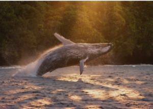 Niue Ocean Escape 2026 — Swim with Humpback Whales · 28 Aug – 4 Sep