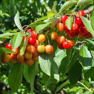 Fresh Fruit: Seasonal White Cherries