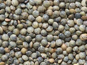 Products: Puy / Green Lentils – 1Kg