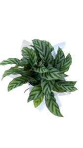 Calathea Freddy - Fresh Flowers Kaitaia