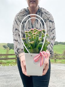 Kalanchoe House Plant - Fresh Flowers Kaitaia