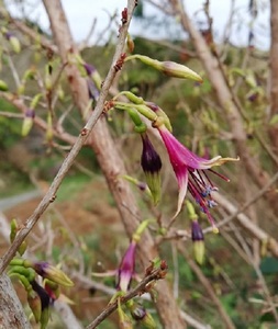 Products: Kotukutuku (NZ tree fuchsia)