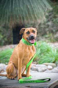 Collars: Limited Slip Collar