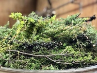 Products: Mānuka and Kānuka Short Course