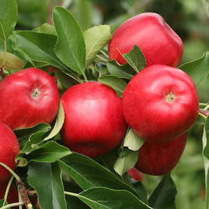 Apples: Apples NZ Large Rose