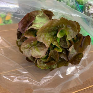 Fancy Lettuce Red Oak NZ X2