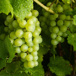 Fruits: Grapes Green Seedless USA kg