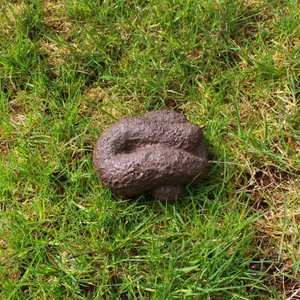 Couples: Busters Hide-A-Key Dog Poop