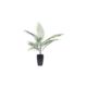 Potted Areca Palm 75cm