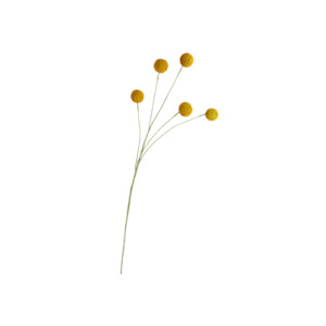 Unclassified: Billy Buttons Spray 70cm