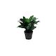 Potted Dracena 23cm