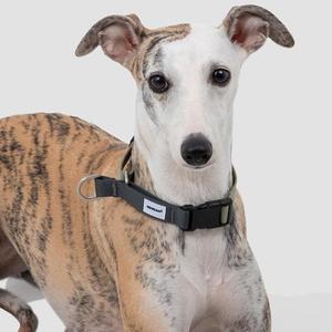 Dog Collars: Valley Series Dog Half P-chain Training Collar [Olive Grey]