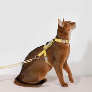 Bobo Series: BOBO Series Freedom Exploration Cat H-Shape Harness and Leash Set [Pomelo Yellow]