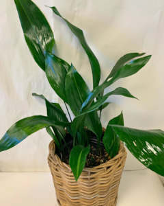 Indoor Plant: Aspidistra