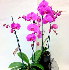 Potted Orchid Plant