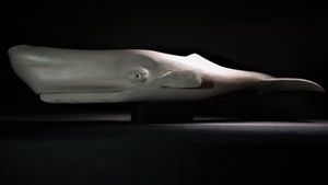 John Collins: PARAOA' Sperm Whale sculpture by John Collins