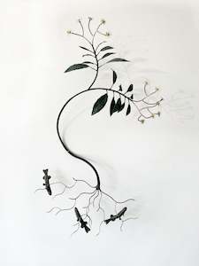 Night Sky Under a Night Sky - Galaxiidae with Stream Side Daisy.