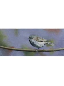 Peter Miller Artist Works For Sale: Grey Warbler - Riroriro