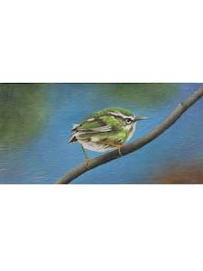 Peter Miller Artist Works For Sale: Rifleman - Titipounamu