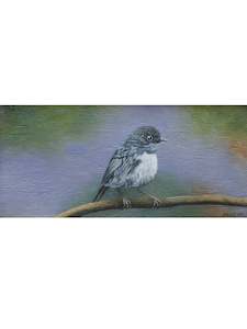Peter Miller Artist Works For Sale: South Island Robin - Taruwai
