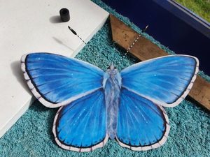 Products: PF 2 Blue Adonis - Garden Artisan