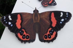 Products: PF 3 Red Admiral - Garden Artisan