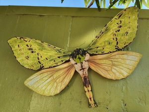 PF 5 Puriri - Garden Artisan