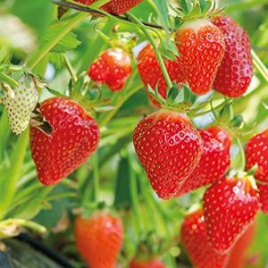 Compost Soil: Strawberry Mix  - - - [35ltr Bag]