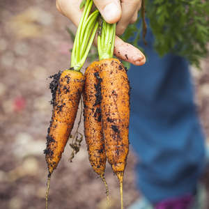 Veggie Soil Plus (Veggie Mix)  - - - [SCOOP]