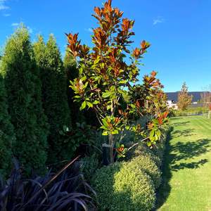 Garden Soil (Planting Mix) - - - [SCOOP]