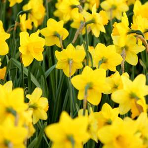 Garden Grow Compost - - - [SCOOP]