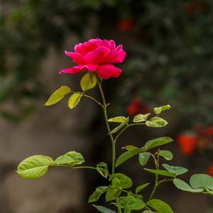 Compost Soil: Garden Booster Compost - - - [SCOOP]