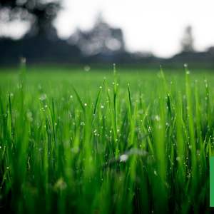 Lawn Topdressing Turf Mix - - - [20ltr Bag]