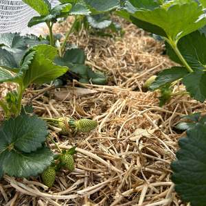 Bark Mulch: Pea Straw - - - [BALE]